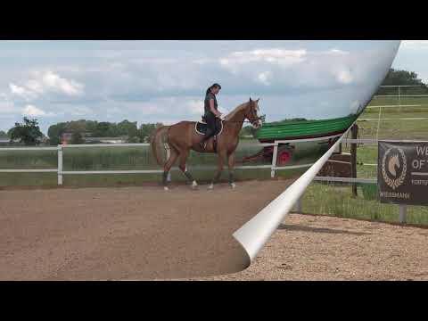 Beautiful horse KWPN for dressage. One more step for the dressage competition.