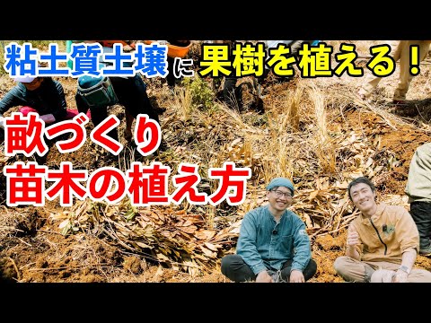 粘土質の土壌に植える果樹はどれですか?いつ、どのように植えるのですか？  庭園