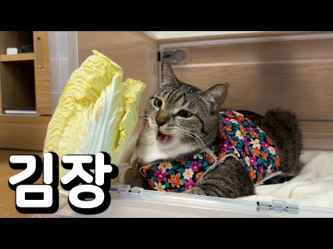 종갓집 묘느리들 김치 담그는날