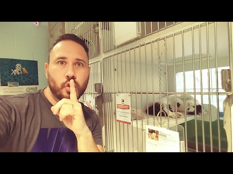 SECRETLY Filming DOG & CAT Shelter (VERY EMOTIONAL) The Omar Gosh Vlogs