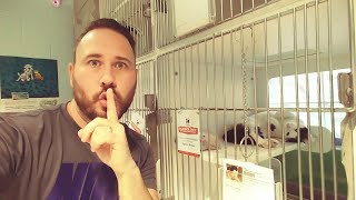 SECRETLY Filming DOG & CAT Shelter (VERY EMOTIONAL) The Omar Gosh Vlogs
