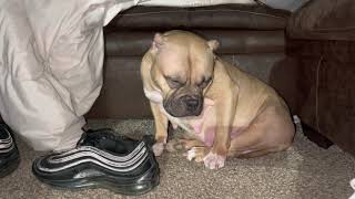 American Bully Dog On Medication Nodding Out or Tired Not Wanting To Lay Down? #dog #bully #puppy