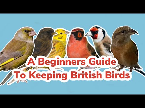 A Beginners Guide to Keeping British Birds in Captivity
