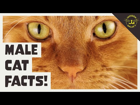 5 Things You Need to Know About Male Cats