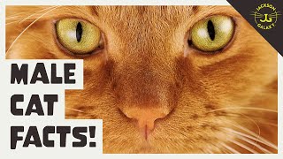 5 Things You Need to Know About Male Cats