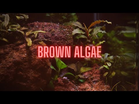 AQUARIUM ALGAE GUIDE Ep #2 Brown Algae - Diatoms