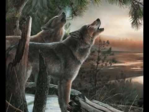 pourquoi les loups hurlent à la lune