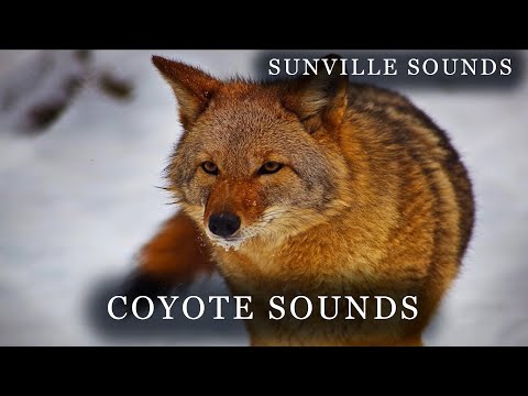 Coyote Sounds | Animal Sounds with Peter Baeten