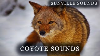 1 Hour of Coyote Sounds