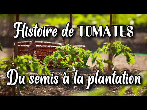 , title : 'Comment je fabrique mes plans ? MA MÉTHODE de A à Z 🍅 Tomates 🍅 au jardin potager en permaculture'