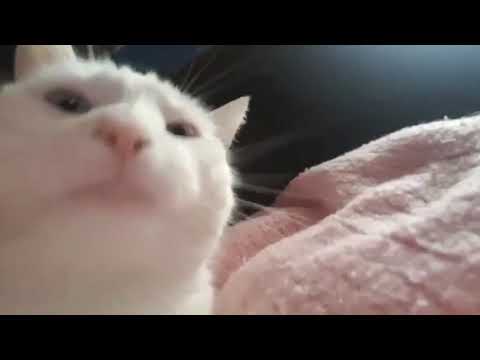 catJAM DANCING FOR 10 HOURS