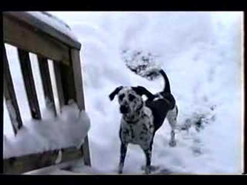 Bailey el perro que realmente disfruta de una Blanca Navidad