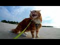 Taking my cat to the beach for the first time
