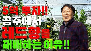 레드향재배 이제 충청남도에서도 가능합니다!! ㅣ당도 높은 레드향 재배노하우 ㅣ 레드향 재배 ㅣ 레드향 귀농귀…