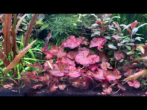 Thinning out over grown Nymphaea Lotus ( Tiger Lily )