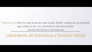 Práctica 3 Actividad glucolítica