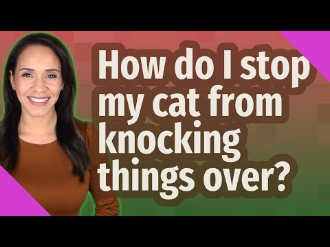 How do I stop my cat from knocking things over?
