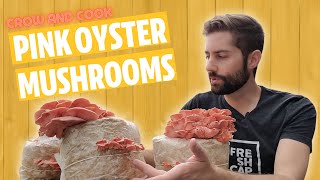 Pink Oyster Mushrooms: GROW and COOK (Tastes Like Bacon!!)