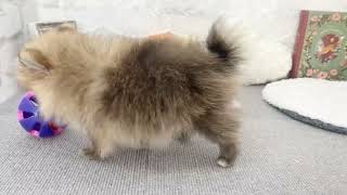 ポメラニアンの動画01