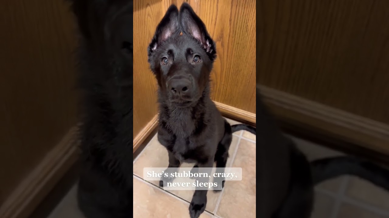 Raising German shepherds isn’t the easiest!!! #shorts #gsd #germanshepherd #puppy #reels #reelsvideo
