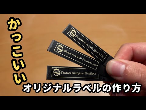 メドウパセリ 植物