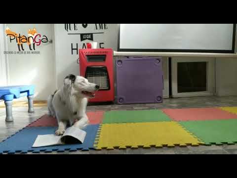 Módulo "Perros actores"