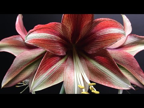 Cherry crush plant time lapse, growing amaryllis inside