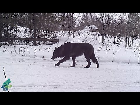 Stunning rare black wolf in northern Minnesota