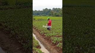 Download lagu Belajar bertani #petani mp3