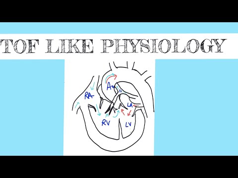 TOF like physiology Part 1/2