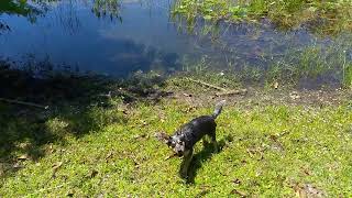 Australian Cattle Dog star swimming at Lake