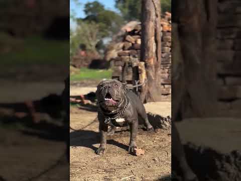 Bully Mouser Dog video #pitbull #dog #americanbully