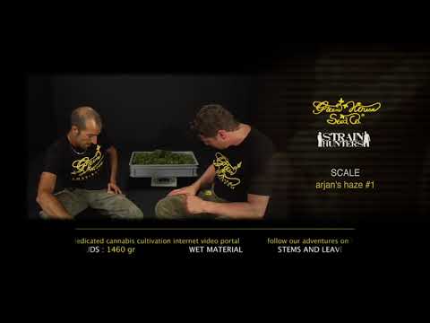 Arjan's Haze #1 - Green House Grow Sessions