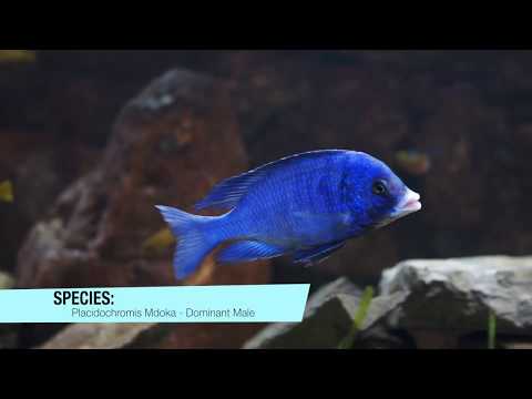 CichlidSpecies - Placidochromis Phenochilus Mdoka White Lips