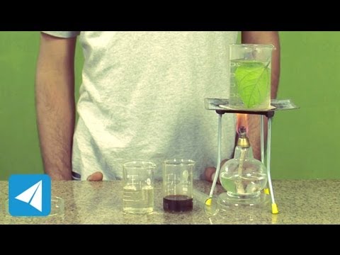 Use iodine to test a leaf for starch | Plant Physiology | Biology