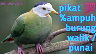 Download lagu pikat ampuh 100% burung walik/punai mp3