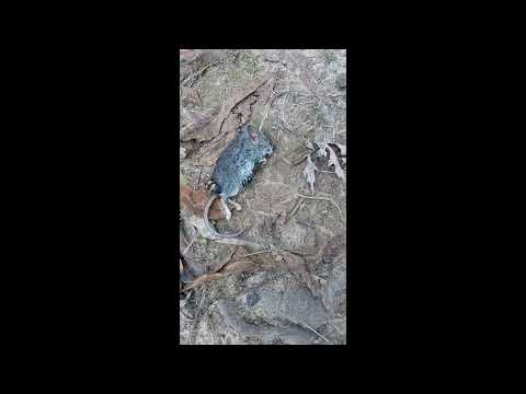 Tomentose Burying Beetle-Nicrophorus tomentosus