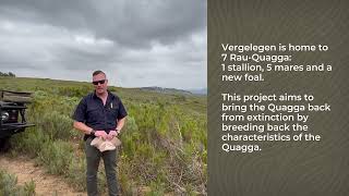 WWF Conservation Champions: Vergelegen's Rua-Quagga Project