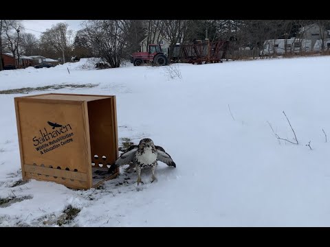 Red-tailed hawk. Healed. Released. Free.