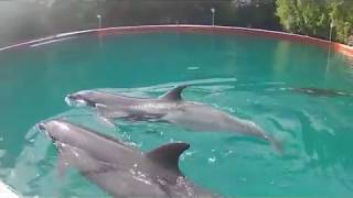 preview picture of video 'Palau - A visit to Dolphins Pacific'