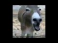Laughing Donkey
