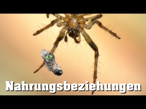 Ökologie: Nahrungsbeziehungen