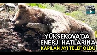 Yüksekova'da Elektrik Akımına Kapılan Ayı Telef Oldu