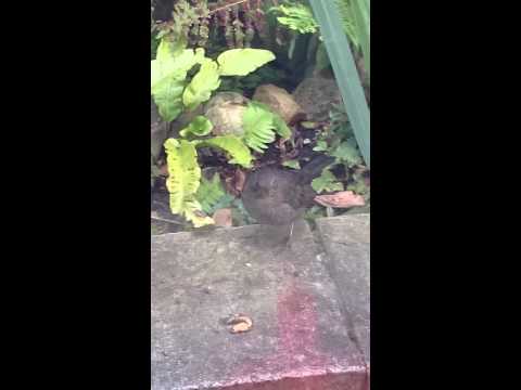 Black bird verses slug..