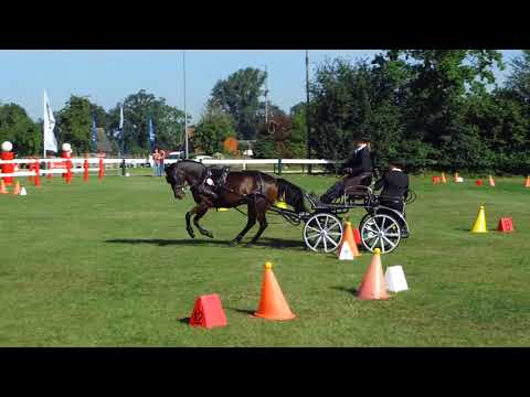 Fahrturnier Ostenfelde 14.8.2021