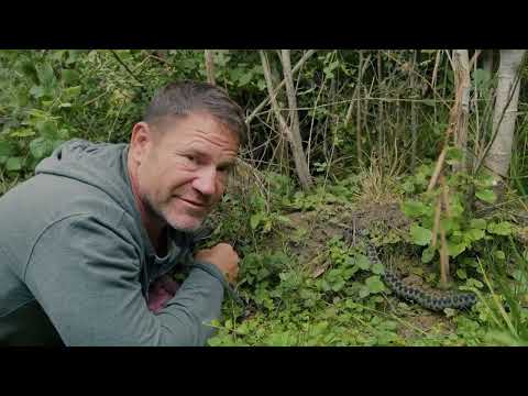 The Adder - Deadly Predators