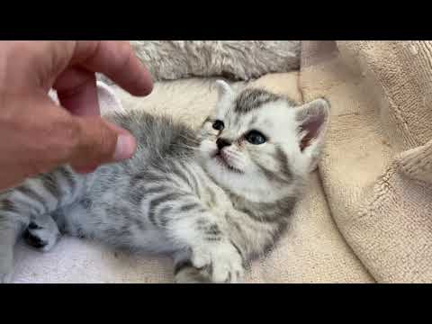 4 weeks old Scottish Fold male kitten with straight ears