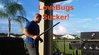 LoveBug Solutions, How We Deal With LoveBugs || Florida Life