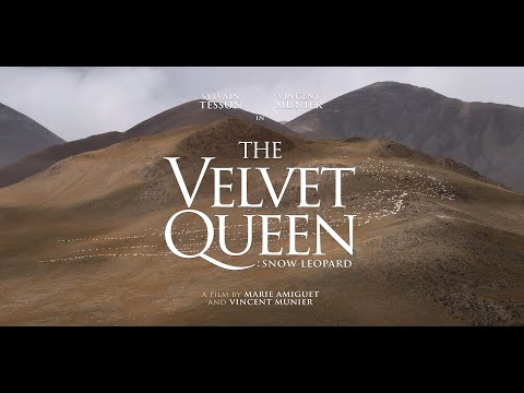 The Velvet Queen: Snow Leopard (UK Trailer) | Co-directed by Nikon Ambassador Vincent Munier