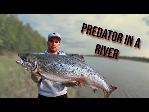 GREAT SALMON from Torne River Finland - Traditional method